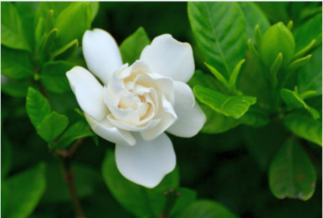 Tropical Gardenia