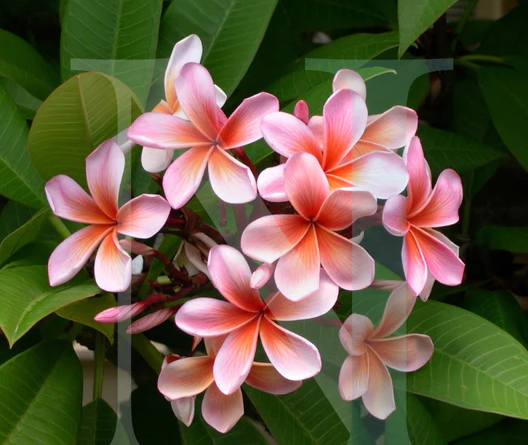 Wild Frangipani