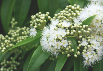 Australian Lemon Myrtle