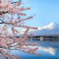 Japanese Cherry Blossom