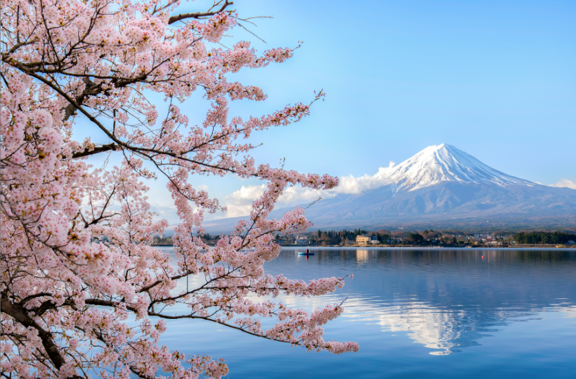 Japanese Cherry Blossom