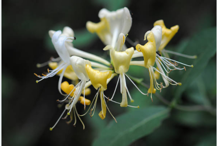 Japanese Honeysuckle