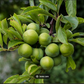 Kakadu Plum