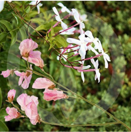 Sweet Pea & Jasmine