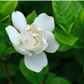 Tropical Gardenia
