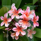 Wild Frangipani